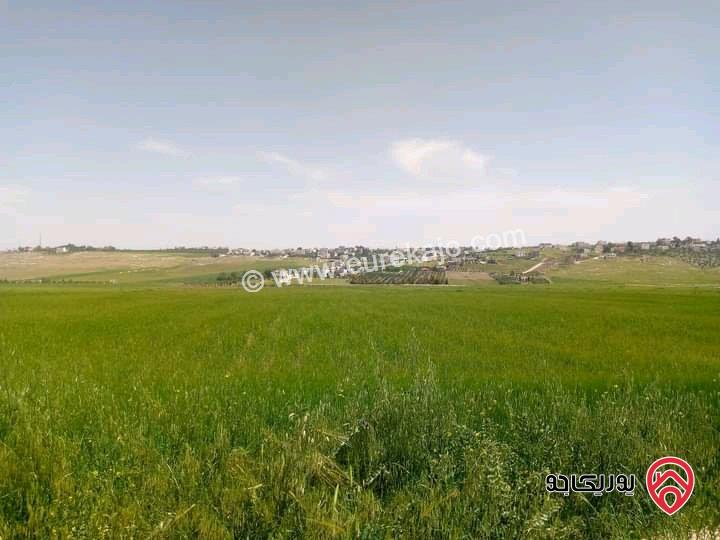 قطعة أرض مساحة 5300م زراعية مميزة واصل الخدمات للبيع في مادبا - ماعين غرابيات ام راسين 