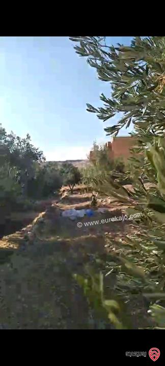 أرض مساحة 546م مزروعة بأشجار الزيتون للبيع في عمان - ناعور