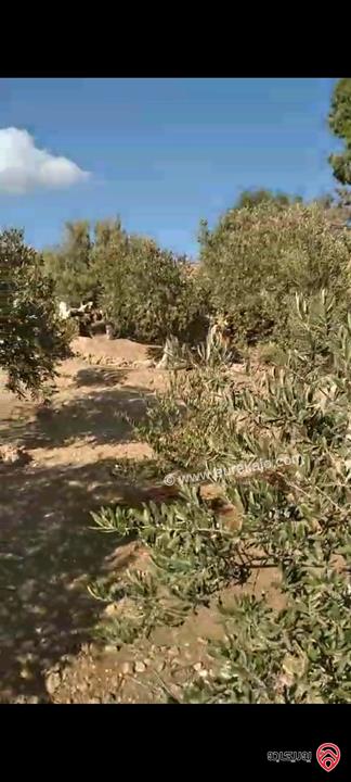 أرض مساحة 546م مزروعة بأشجار الزيتون للبيع في عمان - ناعور