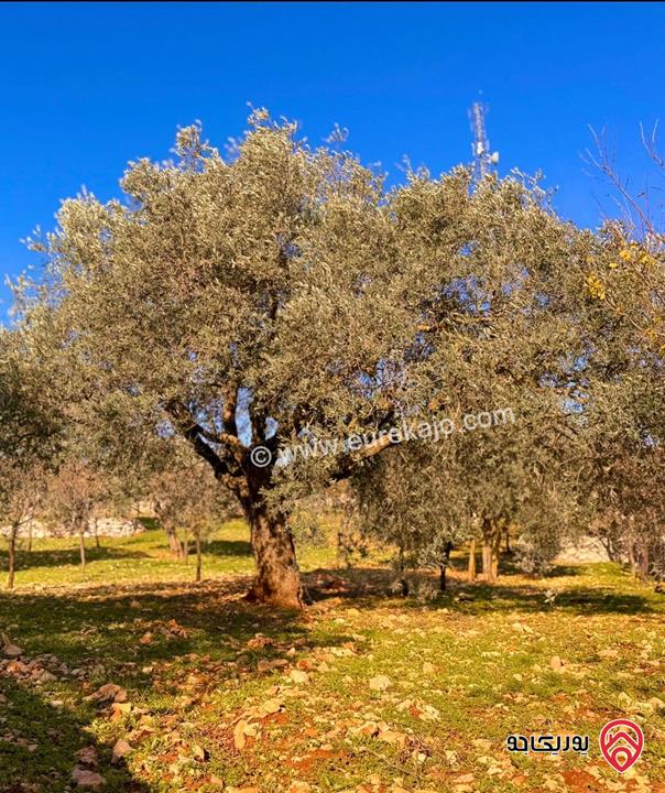 مزرعة مميزة جداً مساحة الأرض 3600م والبناء 300م للبيع في عجلون - عنجرة