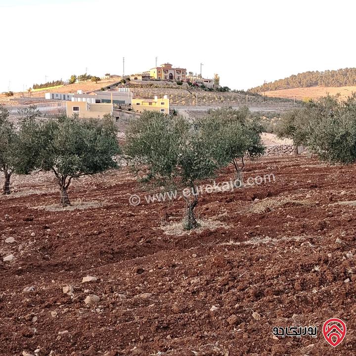 أرض مساحة 3 دونم و 400م للبيع في المفرق - نادرة