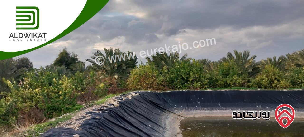 مزرعة نخيل للبيع في الغور الجنوبي / الكرامة مساحتها 56 دونم مزروعة تمر مجهول