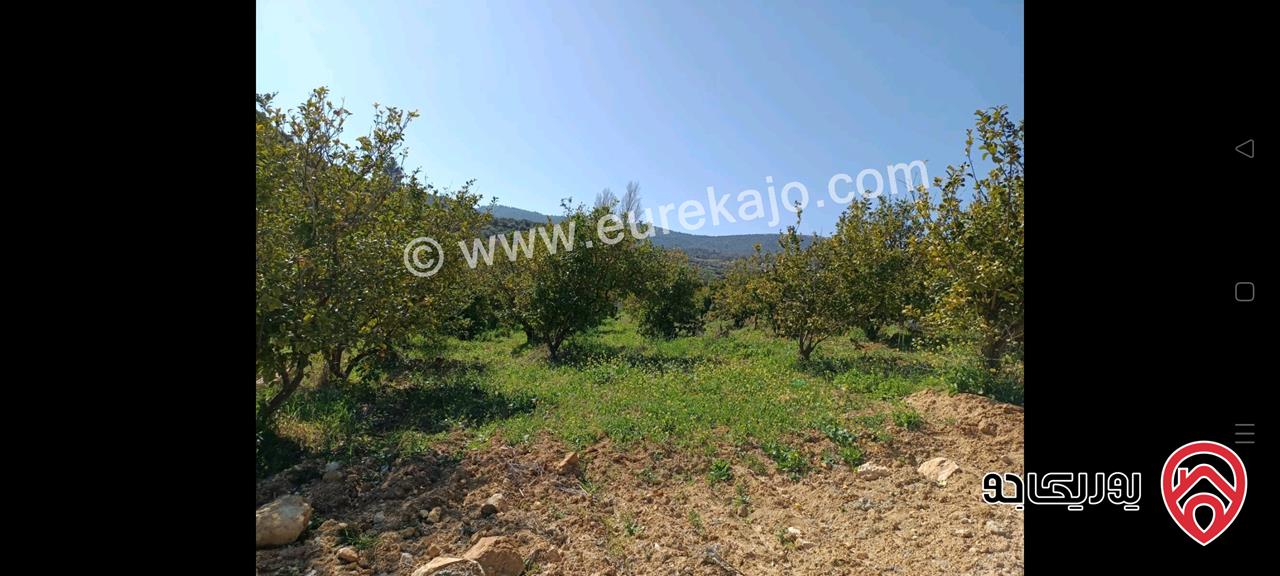 مزرعة مع نبعة مساحة 10 دونم و 800م للبيع في جرش - الكتة