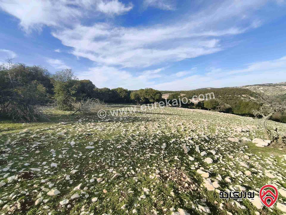 أرض مساحة 3 دونم و 687م للبيع في عجلون - بين جبال عين جنا