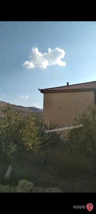 أرض مساحة 546م مزروعة بأشجار الزيتون للبيع في عمان - ناعور