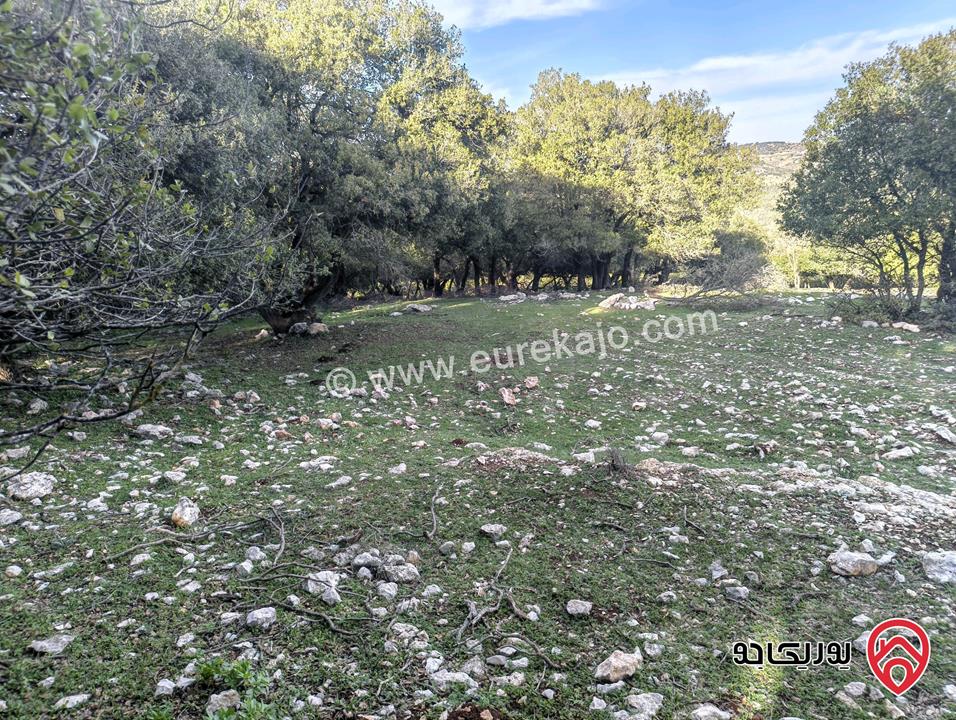 أرض مساحة 3 دونم و 687م للبيع في عجلون - بين جبال عين جنا