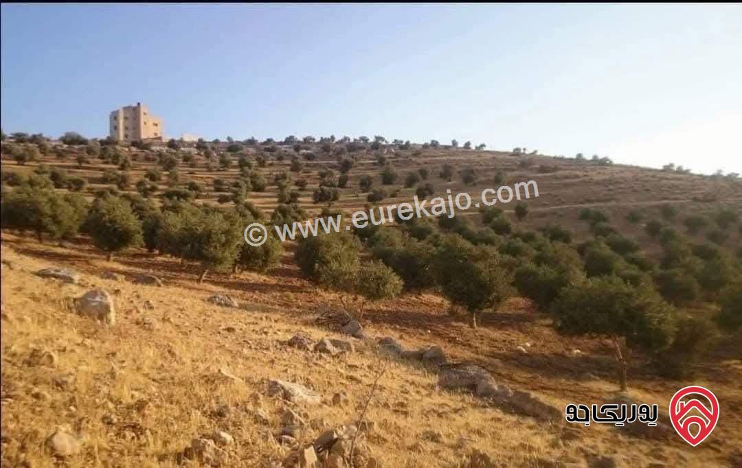 ارض مساحة 21 دونم تصلح للاستثمار للبيع في المفرق الدجنية 