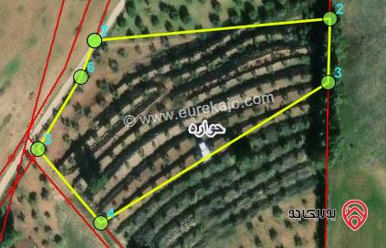 ارض 10200م للبيع في اربد - من اراضي حوارة ضمن حوض توما مزروعة زيتون بسعر مغري 