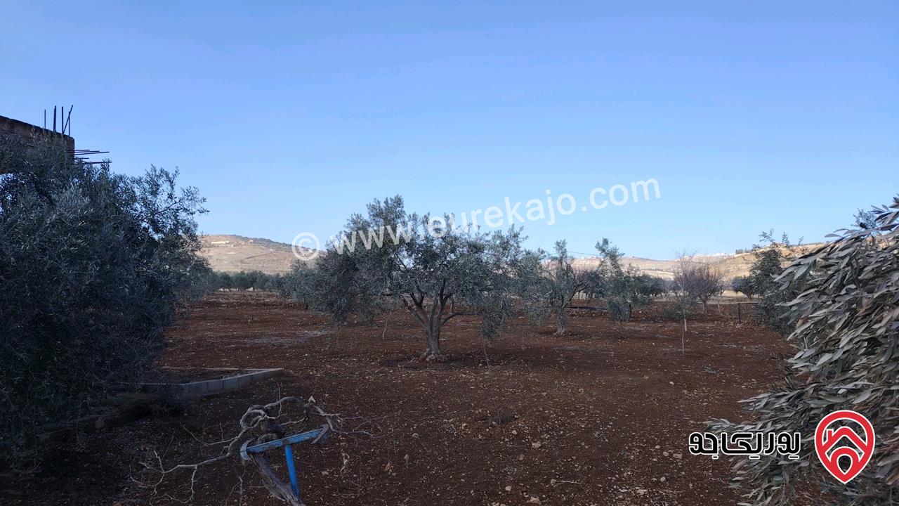 مزرعة مساحة الأرض 4 دونم للبيع في المفرق شرق جرش نادره 