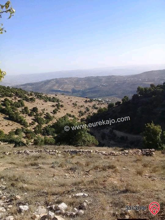 مزرعة مساحة الأرض 26 دونم للبيع في جرش - سوف