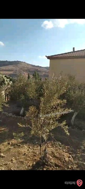 أرض مساحة 546م مزروعة بأشجار الزيتون للبيع في عمان - ناعور