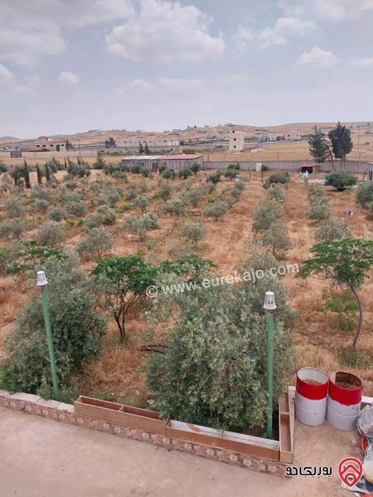 مزرعة مساحة الأرض 5217م وفيها بناء 80م للبيع في المفرق - بلعما الزيتونة 