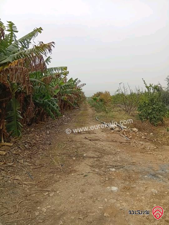 قطعة ارض مساحة 3 دونم و 400م للبيع في اربد - الأغوار الشمالية 