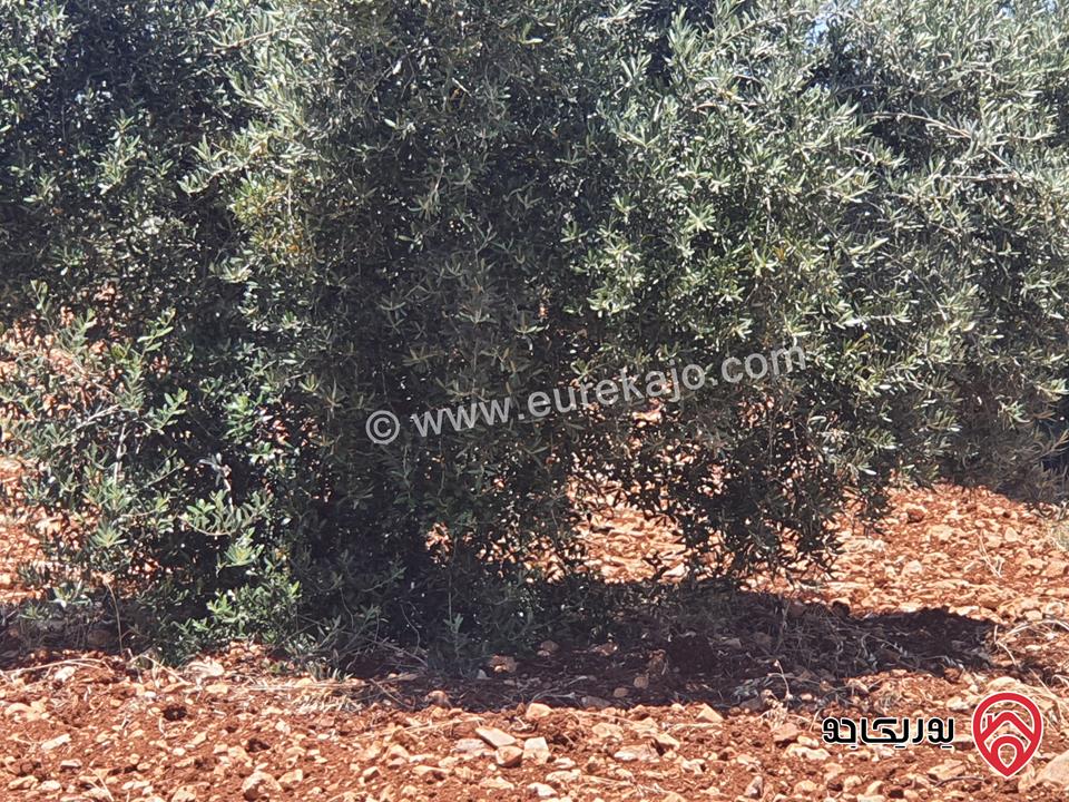 مزرعة زيتون بلدي مساحة 11500م للبيع في اربد  - حرثا 