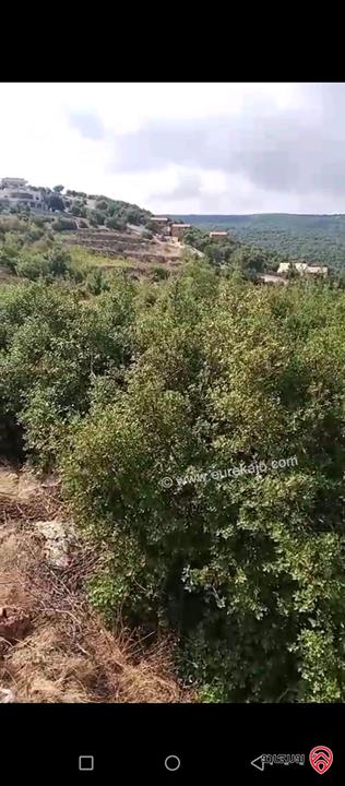 ارض مساحة 6 دونم للبيع في عجلون راسون اطلالة مميزة قابل للبيع من دونمين و أكثر