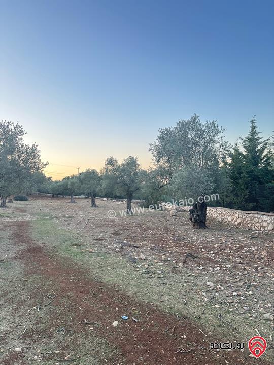 قطعة ارض مساحة 1 دونم و 720م للبيع في السلط زي منطقة مزارع وفلل مزروعة زيتون 