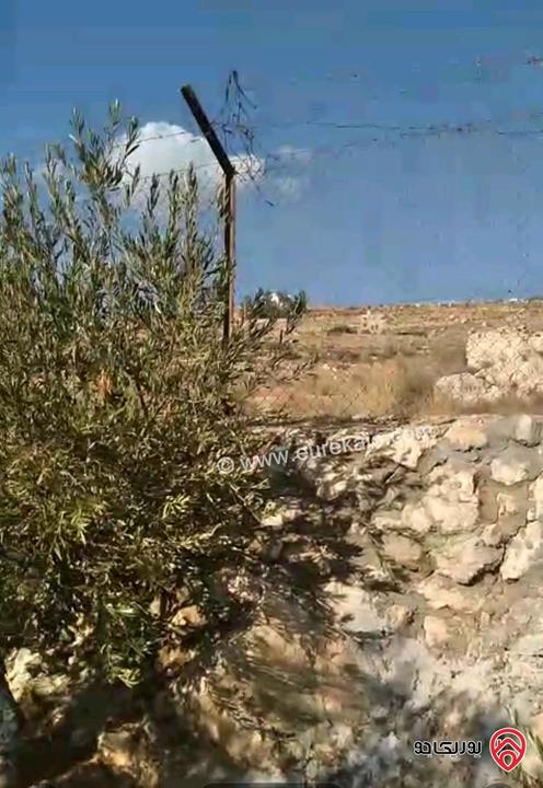 أرض مساحة 546م مزروعة بأشجار الزيتون للبيع في عمان - ناعور