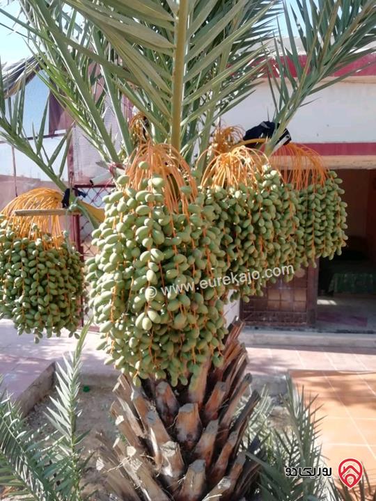 مزرعة مساحة الأرض 2 دونم و البناء 150م للبيع في البحر الميت - الرامة