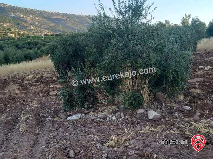 قطعة ارض مساحة 4 دونمات مزروعة زيتون وخدمات واصلة على الشارع العام للبيع في محافظة البلقاء بسعر 70000 دينار فقط