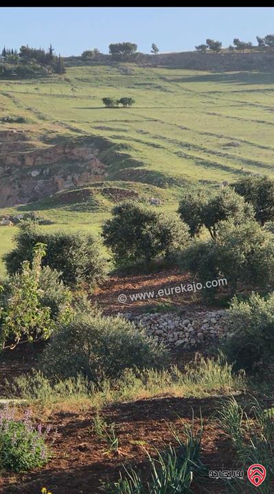 قطع أراضي عدد 3 مساحتهم الكلية 15 دونم و 340م للبيع في اربد - الحصن