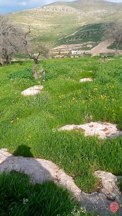 قطعة أرض زراعية مساحة 6 دونم و 248م للبيع في الزرقاء - منطقة صروت تبعد عن عمان 20 دقيقة