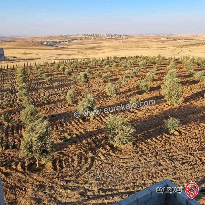 أرض زراعية مساحة 25 دونم للبيع في الكرك - فقوع
