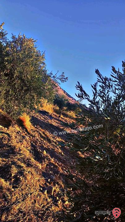 قطع أراضي بمساحات من 450م - 500م للبيع في الزرقاء - بيرين