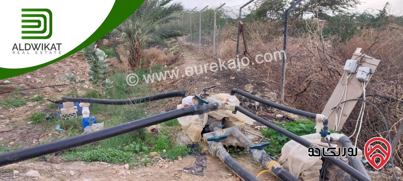 مزرعة نخيل للبيع في الغور الجنوبي / الكرامة مساحتها 56 دونم مزروعة تمر مجهول