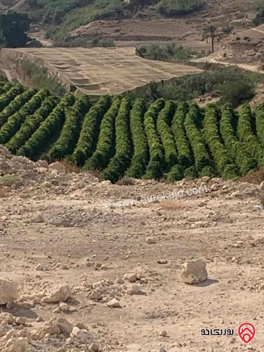 ارض زراعية مساحة 4884م للبيع في اربد - أبي سعيد طبقة فحل