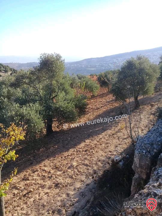 مزرعة مساحة الأرض 16 دونم للبيع في جرش - سوف