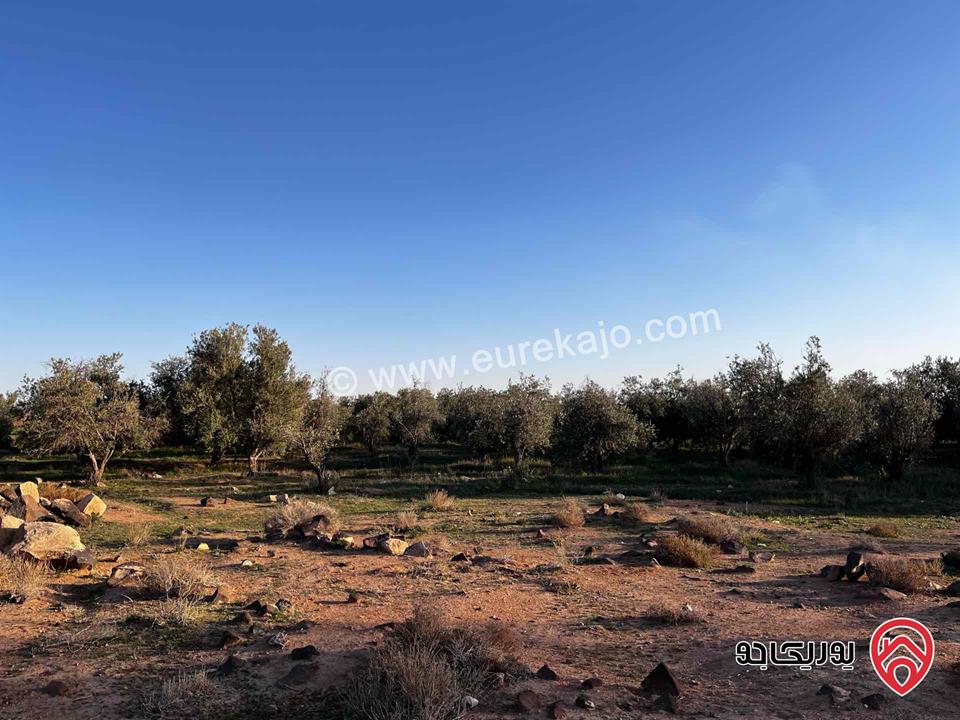 من المالك مباشرة وحدتين زراعيات مساحة 58 دونم للبيع في الزرقاء 