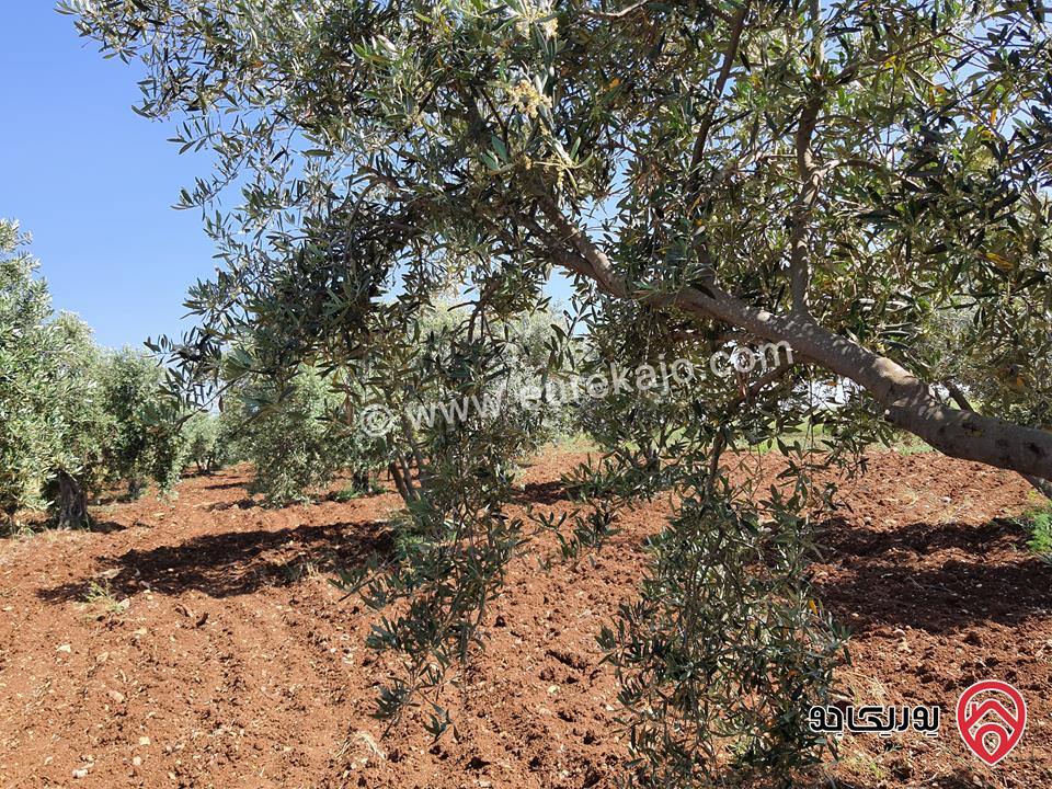 مزرعة زيتون بلدي مساحة 40 دونم للبيع في اربد - برشتا