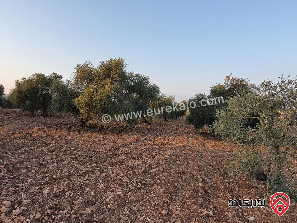 مزرعة زيتون بلدي نخب مساحة 12 دونم للبيع في اربد - ضمن أراضي حرثا