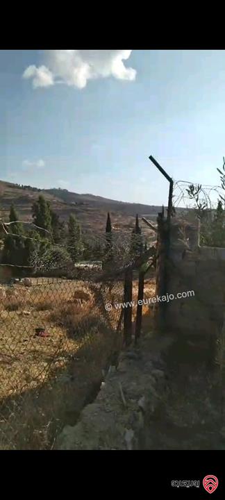 أرض مساحة 546م مزروعة بأشجار الزيتون للبيع في عمان - ناعور