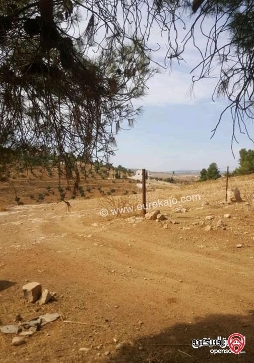 ارض مساحة 30 دونم و 478م للبيع في المفرق - الدجنية