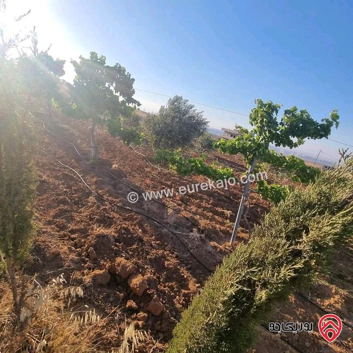 أرض زراعية مساحة 25 دونم للبيع في الكرك - فقوع