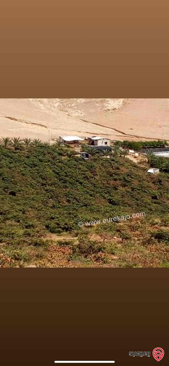 مزرعة استثمارية مساحة 60 دونم وبناء 170م للبيع في الغور 