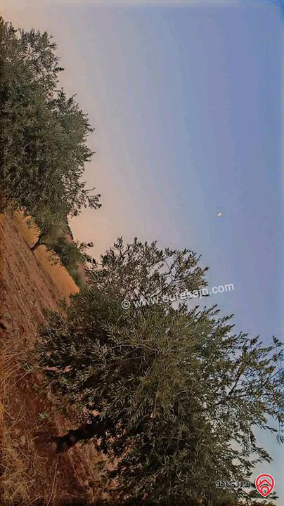 قطع أراضي بمساحات من 450م - 500م للبيع في الزرقاء - بيرين