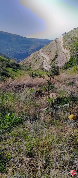 قطعة أرض مساحة 8650م للبيع في اربد - الكورة دير ابي سعيد 