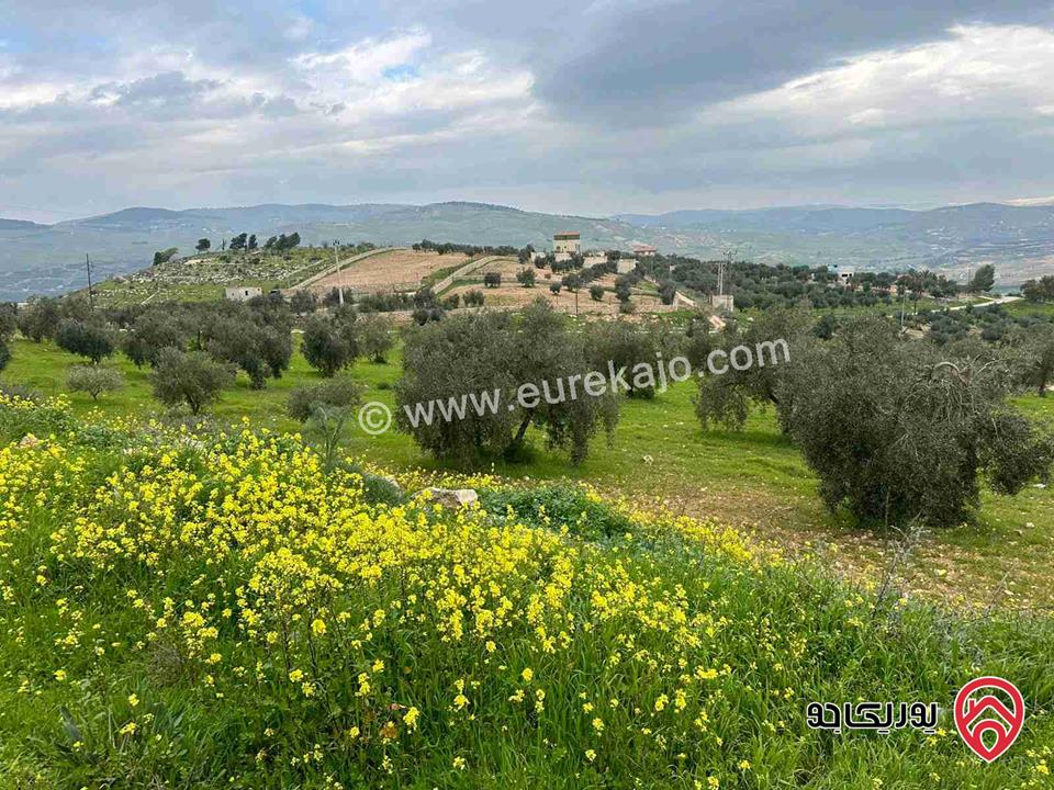ارض مساحة 3 دونم و 500م للبيع في الزرقاء - العالوك مشجرة زيتون - كافة الخدمات متوفرة  