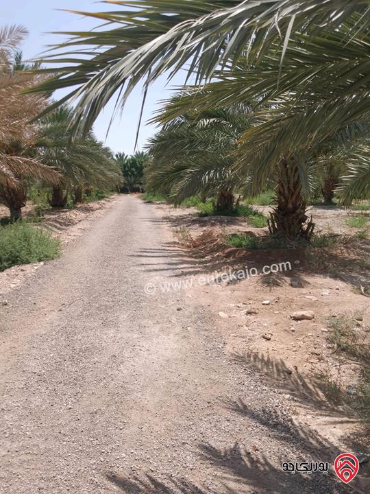 مزرعة نخيل مساحة الأرض 40 دونم وفيها بناء مساحة 210م للبيع في البلقاء - الأغوار الوسطى منطقة الكرامة