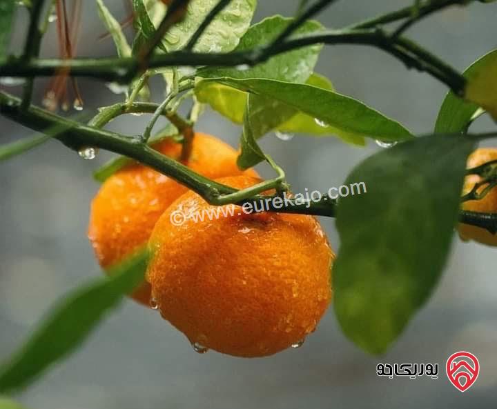 مزرعة زيتون مساحة الأرض 8 دونم و 588م و البناء مساحة 100م للبيع في السلط