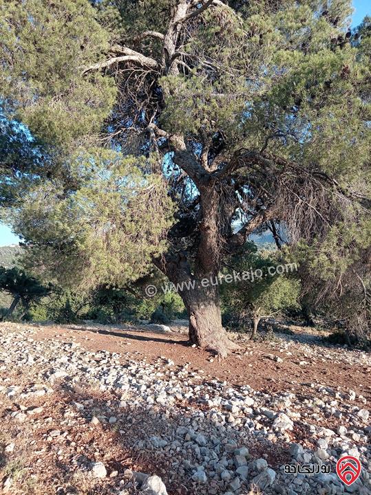 أرض مميزة مساحة 2 دونم للبيع في محافظة عجلون منطقة عنجرة / خربة الحنيش الأثرية 