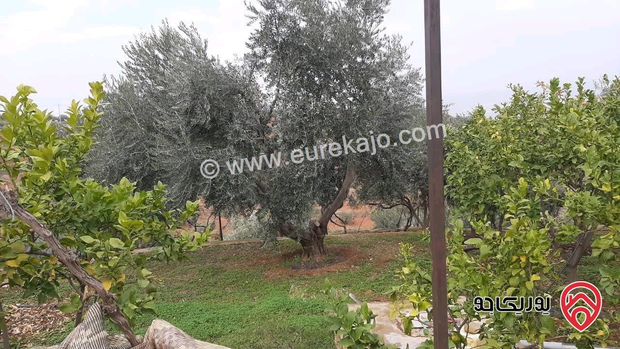 مزرعة زيتون مساحة الأرض 8 دونم و 588م و البناء مساحة 100م للبيع في السلط