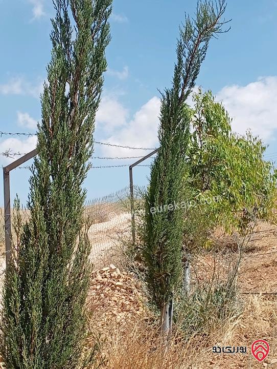مزرعة مساحة الأرض 3 دونم و 400م بإطلالة للبيع في المفرق - بلعما
