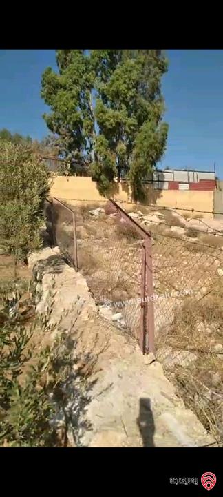 أرض مساحة 546م مزروعة بأشجار الزيتون للبيع في عمان - ناعور