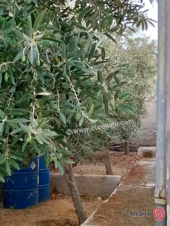 مزرعة مساحة الأرض 618م والبناء 100م للبيع في المفرق