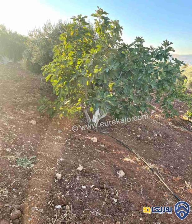 مزرعة في القنية اطلالة عاليه وخلابه مشجرة بالاشجار المثمرة بمساحة 6800م