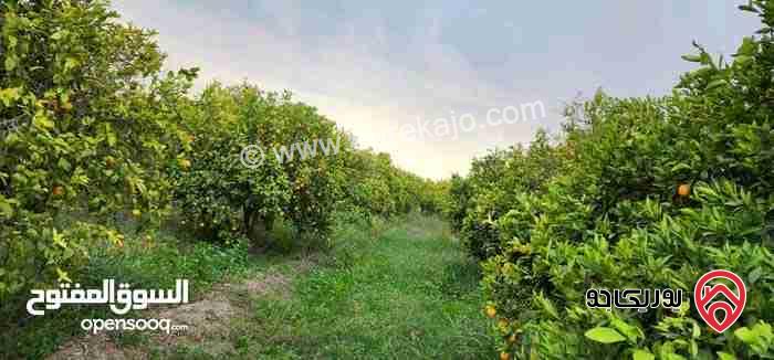 مزرعة مساحة 35 دونم للبيع في اربد - الشونة الشمالية