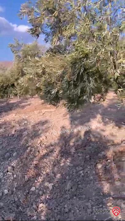 قطعة أرض مساحة 14 دونم و 500م للبيع في اربد - بمنطقة كفر اسد